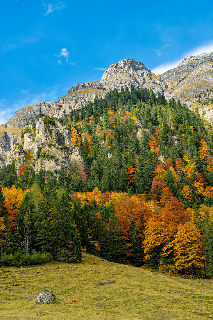 Farbenprächtiger Herbstwald oberhalb der Engalm, Eng, Hinterriß, Karwendel, Tirol, Österreich   