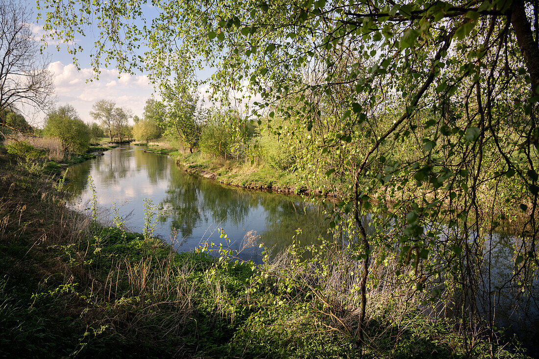 Brenz (Fluss) Renaturierung bei Sontheim an der Brenz, Landkreis Heidenheim, Schwäbische Alb, Baden-Württemberg, Deutschland, Europa