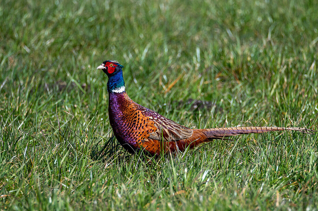 Pheasant (Phasianus cochicus) in the litter meadows of the European protected area Wenger Moor, Salzburg, Austria