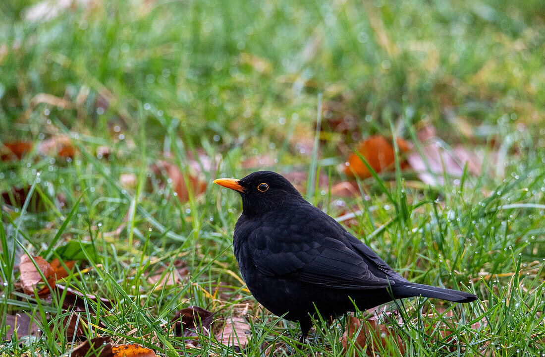 Amsel (Turdus merula), Männchen im taunassen Gras beim Wallersee, Salzburg, Österreich