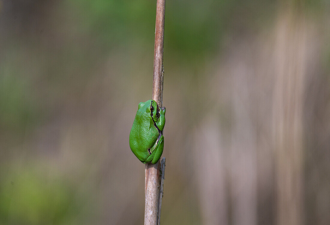 Laubfrosch (Hyla arborea) beim Sonnenbaden im Natura 2000 Gebiet Salzachausen, Salzburg, Österrecih