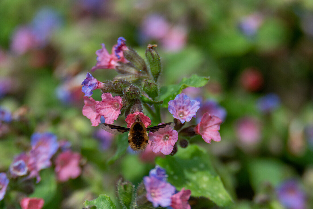 Greater woolly moth (Bombylius major) at the lungwort, European protected area Ibmer Moor, Oberosterreich, Austria