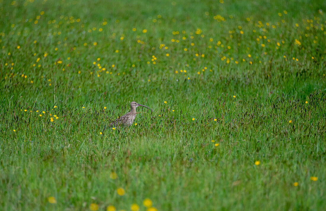 Curlew (Numenius arquata) in courtship flight, Ibmer Moor European conservation area, Oberosterreich, Austria