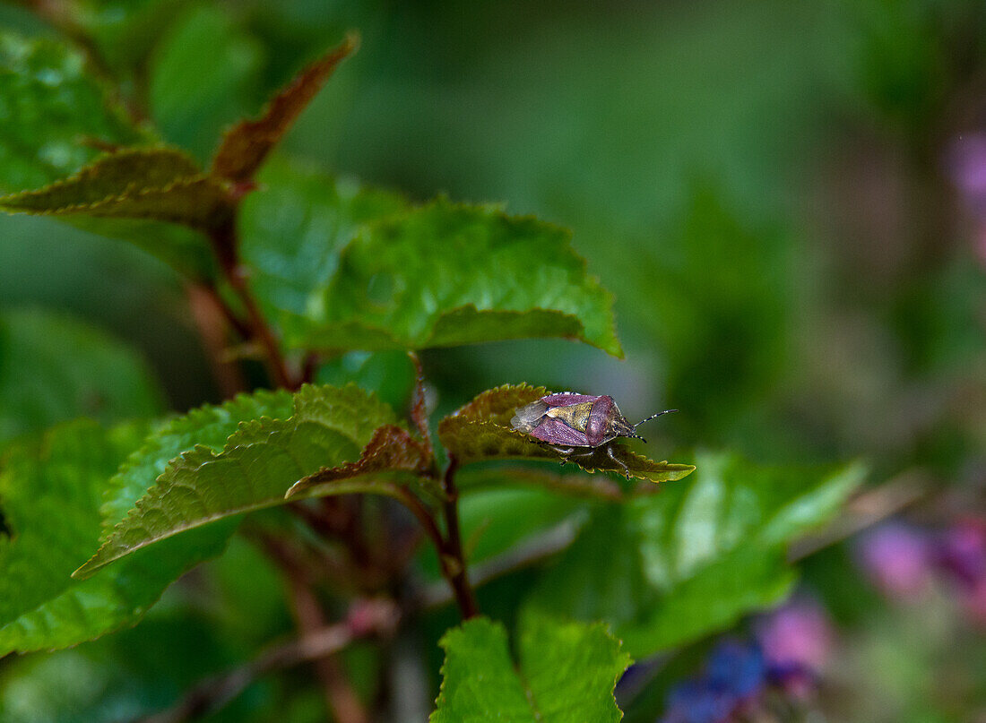 Berry bug (Dolycoris baccarum) in the European protected area Ibmer Moor, Oberoesterreich, Austria