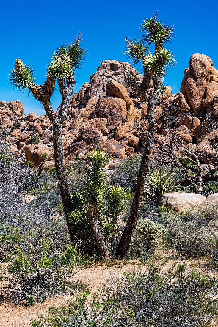 Joshua Tree Nationalpark mit blauem Himmel, Wildblumen und Kaktusblüten