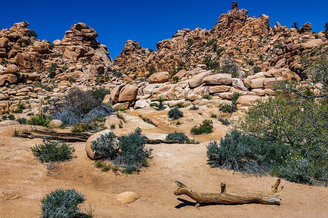 Joshua Tree National Park with blue skies, wildflowers and cactus blooms