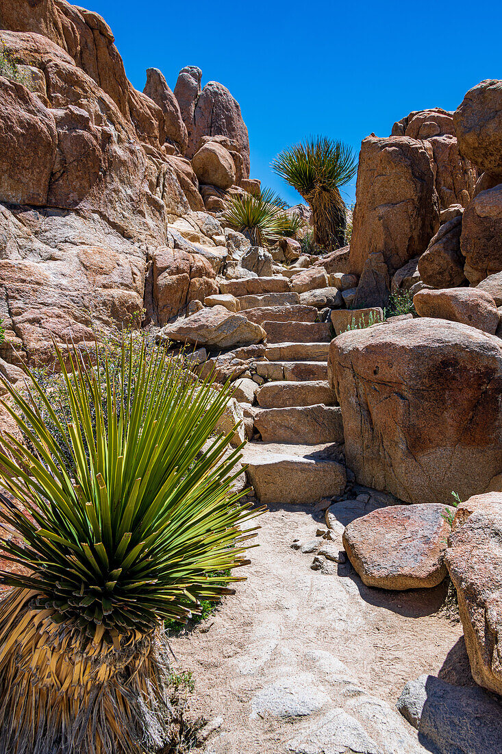 Joshua Tree National Park with blue skies, wildflowers and cactus blooms