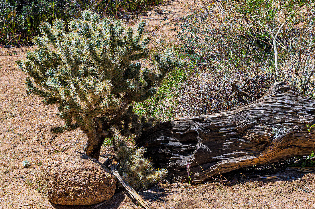 Joshua Tree National Park with blue skies, wildflowers and cactus blooms