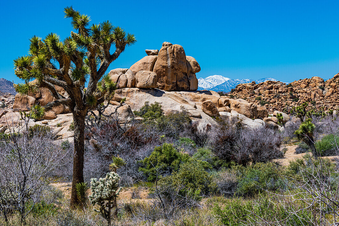 Joshua Tree Nationalpark mit blauem Himmel, Wildblumen und Kaktusblüten