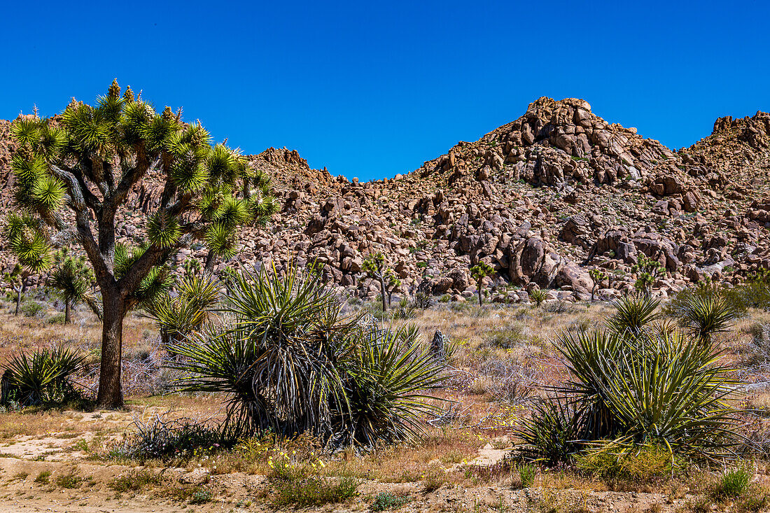 Joshua Tree National Park with blue skies, wildflowers and cactus blooms