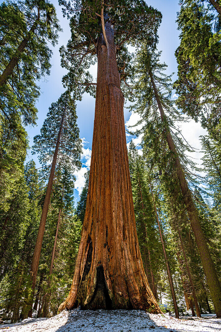 Morning sunlight on General Grant tree in Kings Canyon Natiional Park