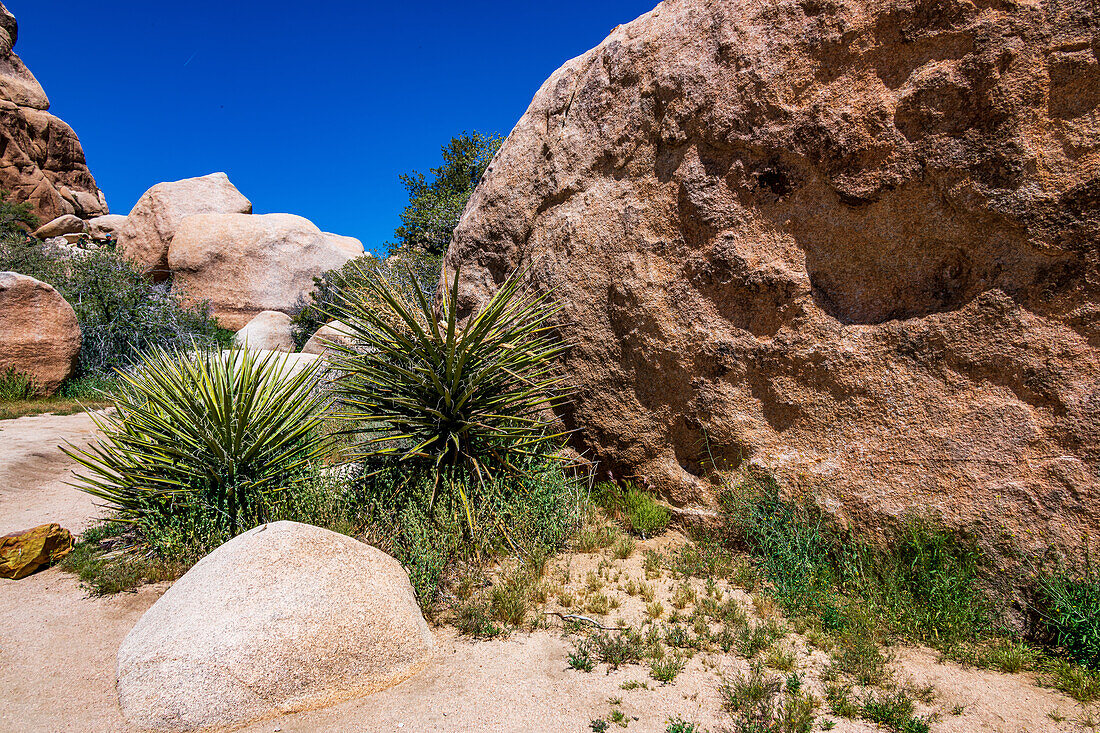 Joshua Tree Nationalpark mit blauem Himmel, Wildblumen und Kaktusblüten