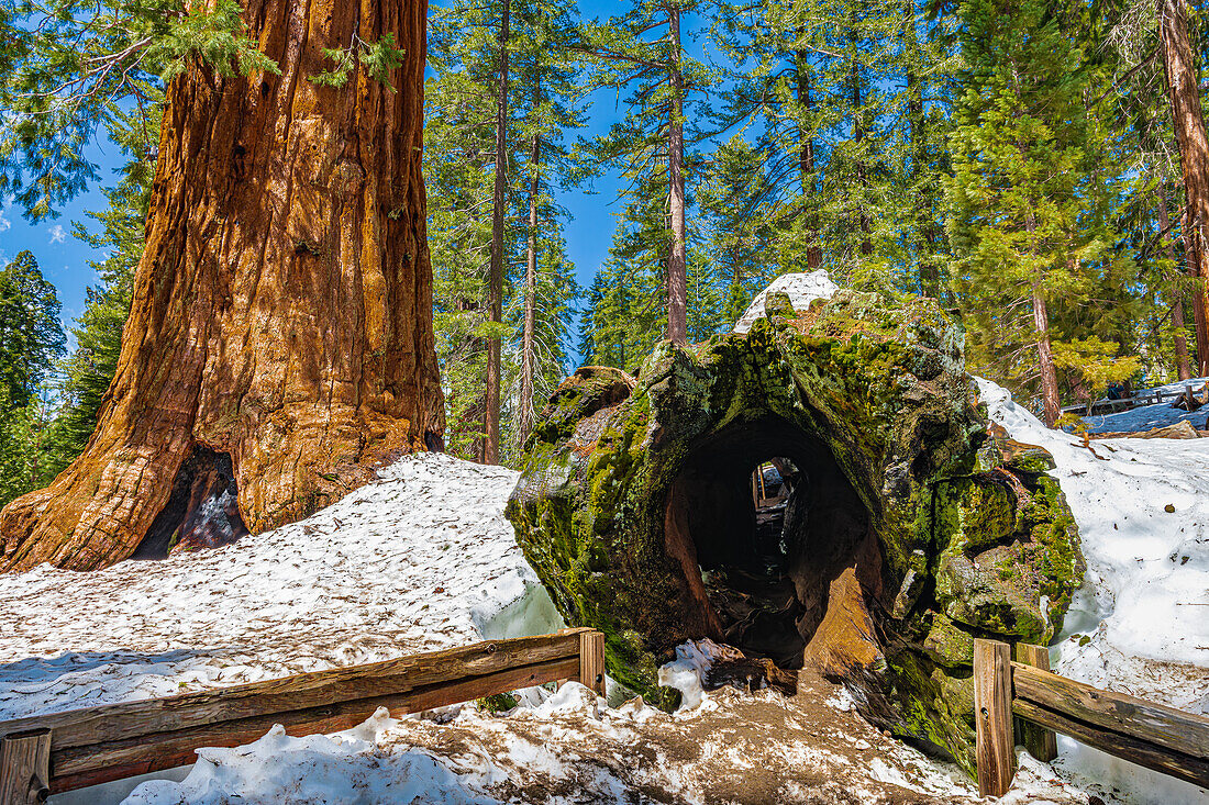 Morning sunlight through the General grant Grove of giant Sequoias in Kings Canyon Natiional Park