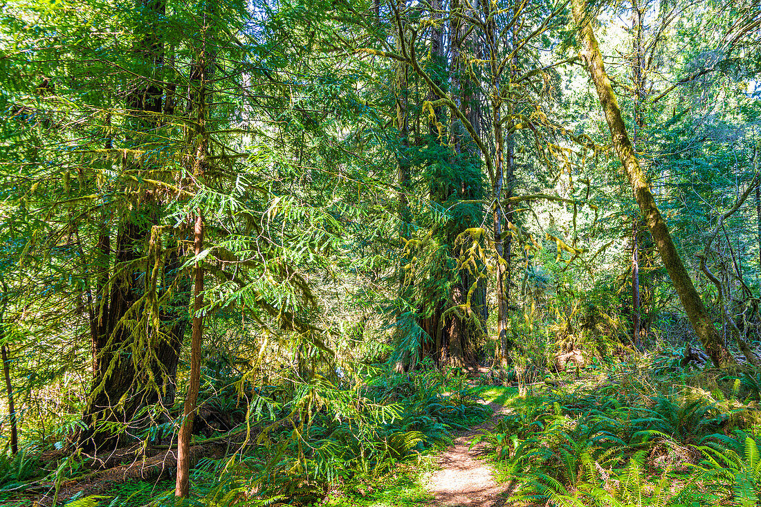 Sunlight filters through the massive Redwoods on the coast of California in Redwoods National Park