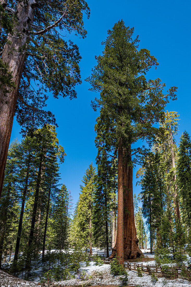 Morgensonne durch den General Grant Grove des Riesenmammutbaums im Kings Canyon National Park