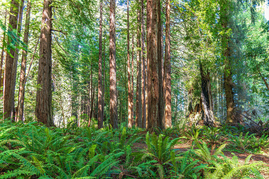 Sonnenlicht dringt durch die riesigen Mammutbäume an der Küste Kaliforniens im Redwood-Nationalpark