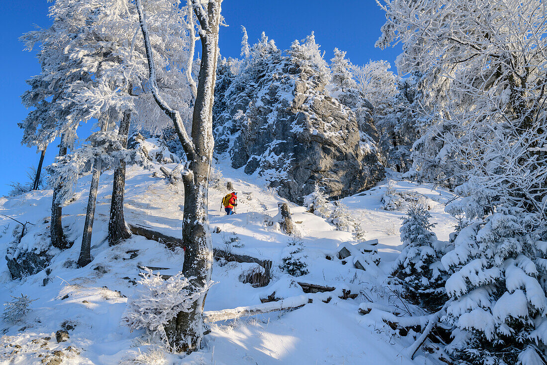 Woman hiking in winter climbing up to the Schober, Schober, Salzkammergut, Salzkammergut Mountains, Salzburg, Austria