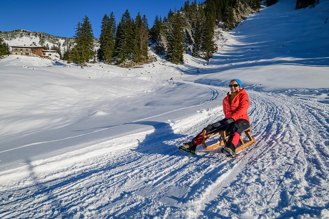 Frau beim Schlittenfahren fährt von Priener Hütte ab, Geigelstein, Chiemgauer Alpen, Chiemgau, Oberbayern, Bayern, Deutschland