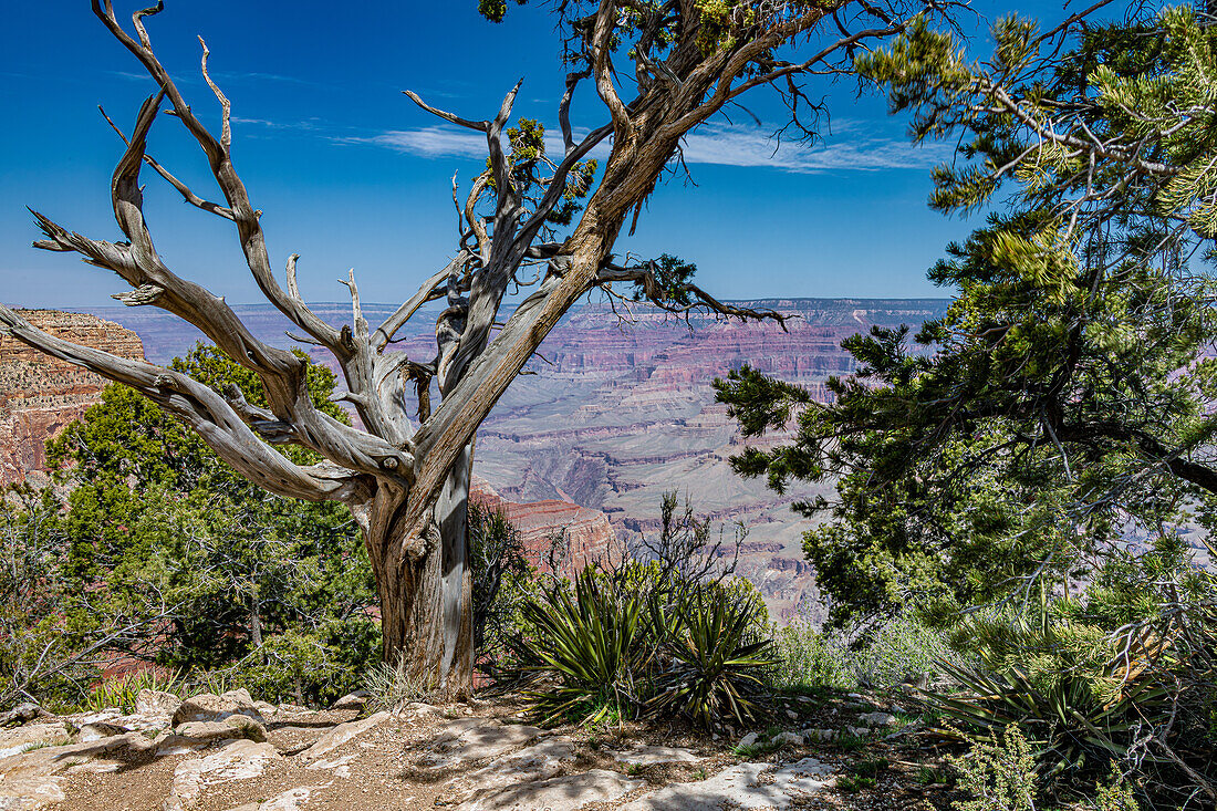 Südrand des Grand Canyon im Frühling, Arizona, USA