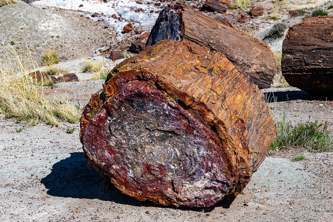 Beautiful colrs in Petrified Trees in Petrified Forest National Park