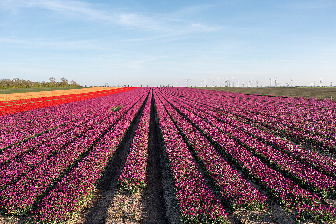 Tulip field, purple tulips, Schwaneberg, Saxony-Anhalt, Germany