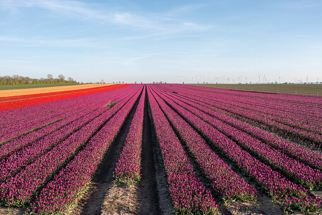 Tulpenfeld, lila Tulpen, Schwaneberg, Sachsen-Anhalt, Deutschland