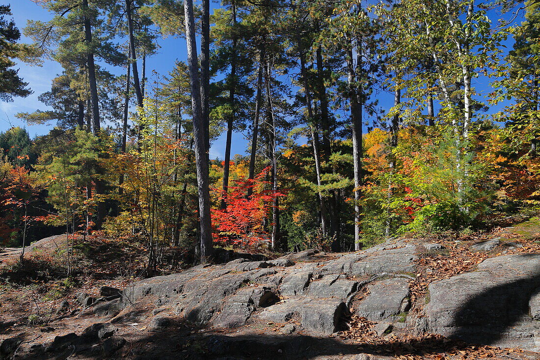 Dorwin Falls, Fluss und Wald, Rawdon, Quebec, Kanada