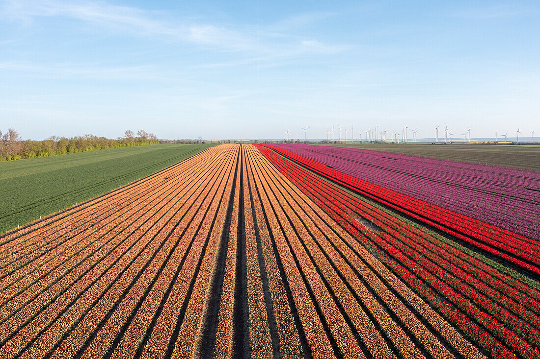 Tulip field, tulips, Schwaneberg, Saxony-Anhalt, Germany