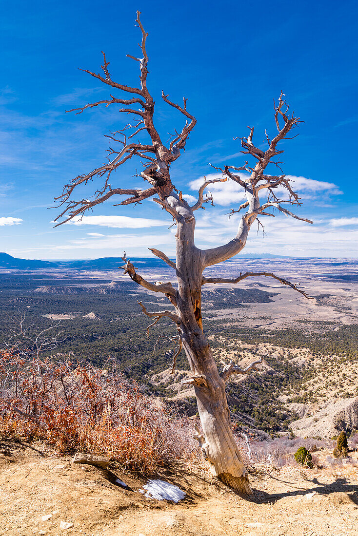 Crooked tree in the Colorado desert.