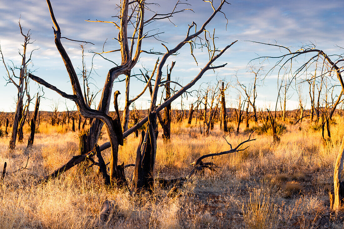 Burnt and charred trees and plants in the evening light on the Mesa Verde National Park, Colorado.