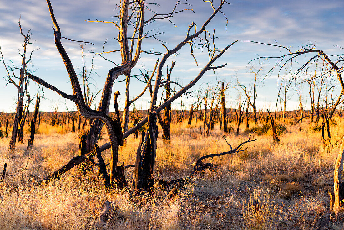 Verbrannte und verkohlte Bäume und Pflanzen im Abendlicht im Mesa Verde Nationalpark, Colorado.