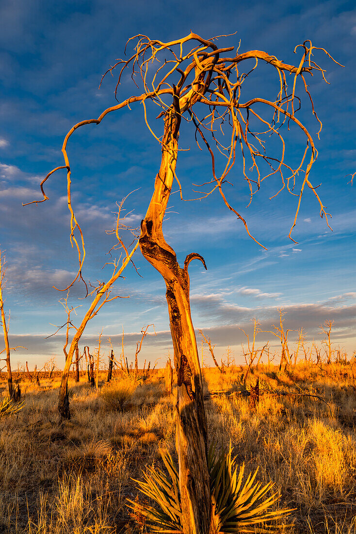 Verbrannte und verkohlte Bäume und Pflanzen im Abendlicht im Mesa Verde Nationalpark, Colorado.