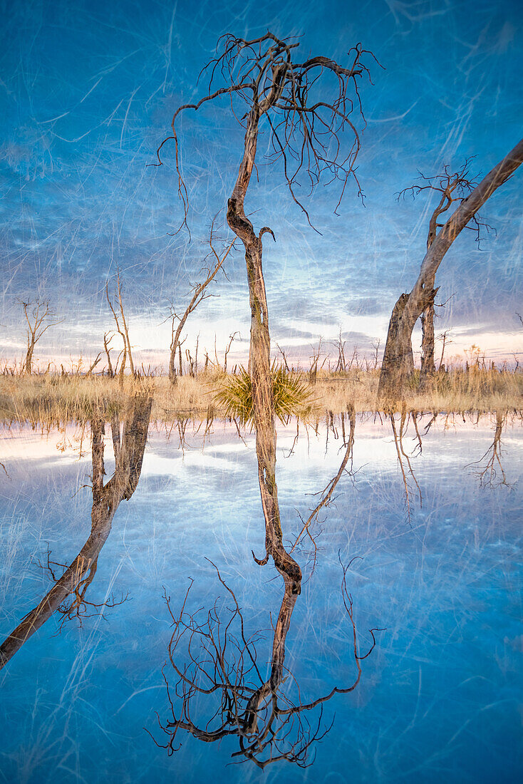 Double exposure of burnt and charred trees and plants in the evening light on the Mesa Verde National Park, Colorado.