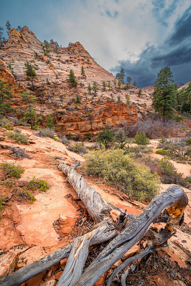 Rock formations eroded by wind and weather in Zion National park, Utah.