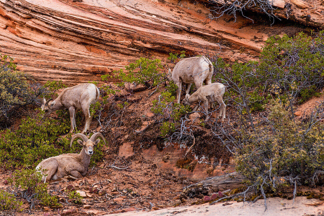 Bighorn sheep living in the Zion National Park in Utah, USA.