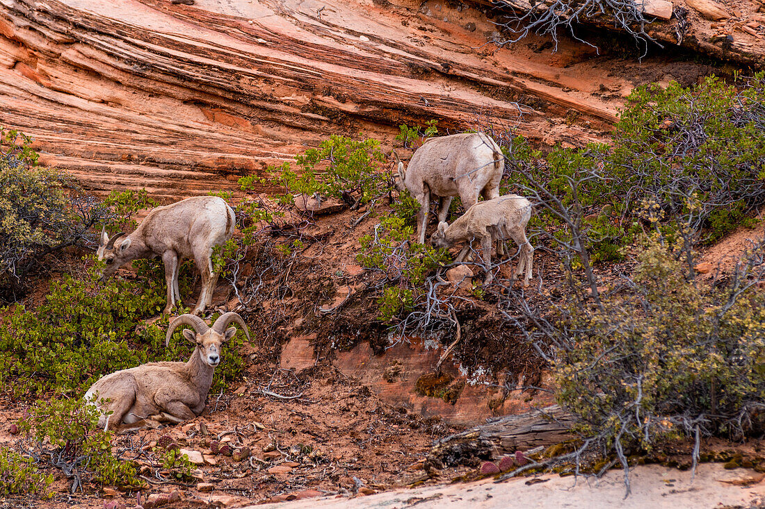 Dickhornschafe leben im Zion-Nationalpark in Utah, USA.