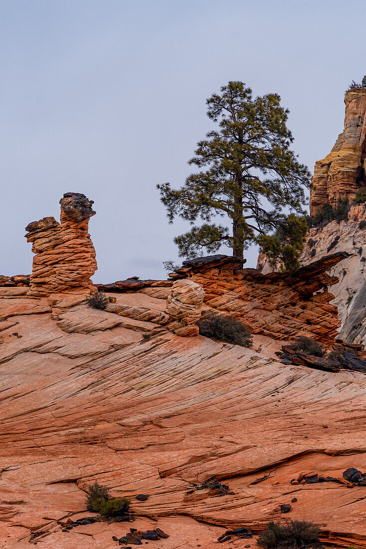 Eroded rock formations in the landscape of the Zion National Park in Utah, USA.
