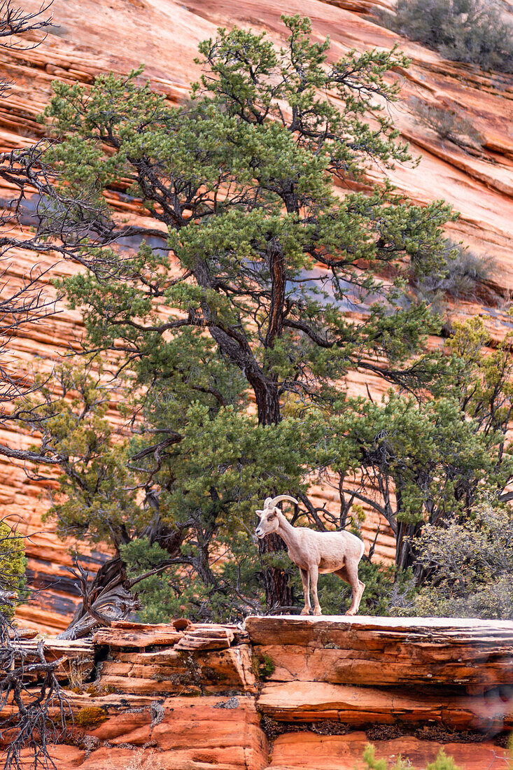 Dickhornschafe leben im Zion-Nationalpark in Utah, USA.