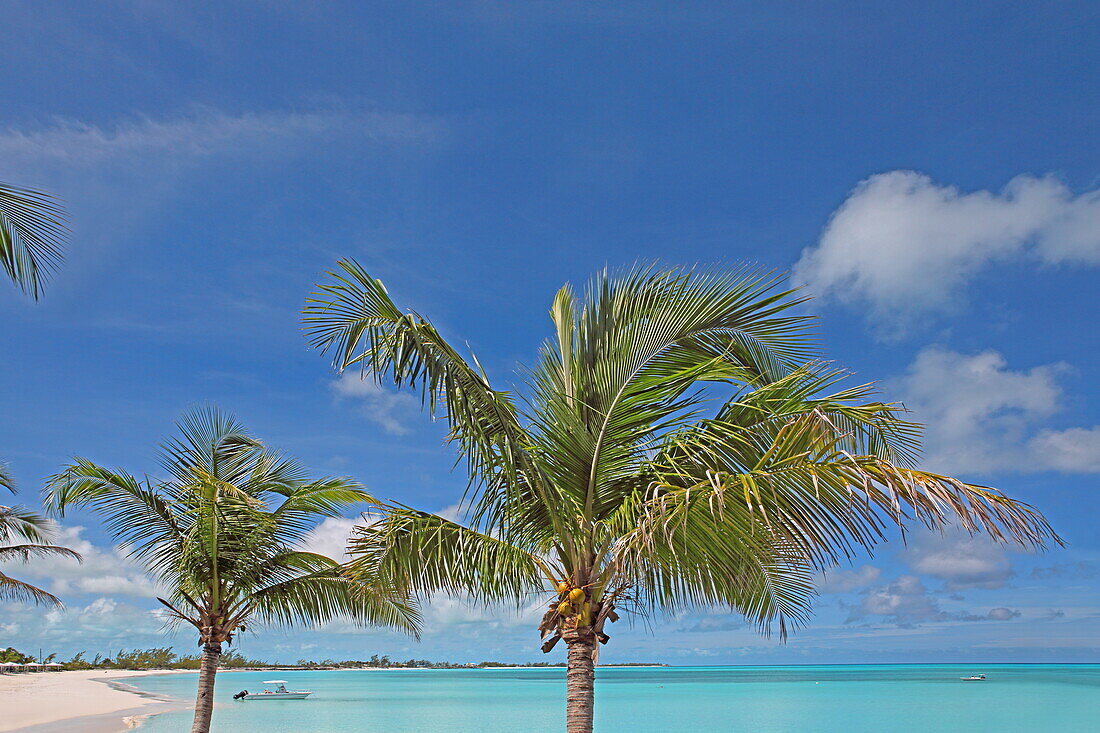 Typische Kokospalmen am Karibikstrand, Cape Santa Maria, Insel Long Island, Bahamas