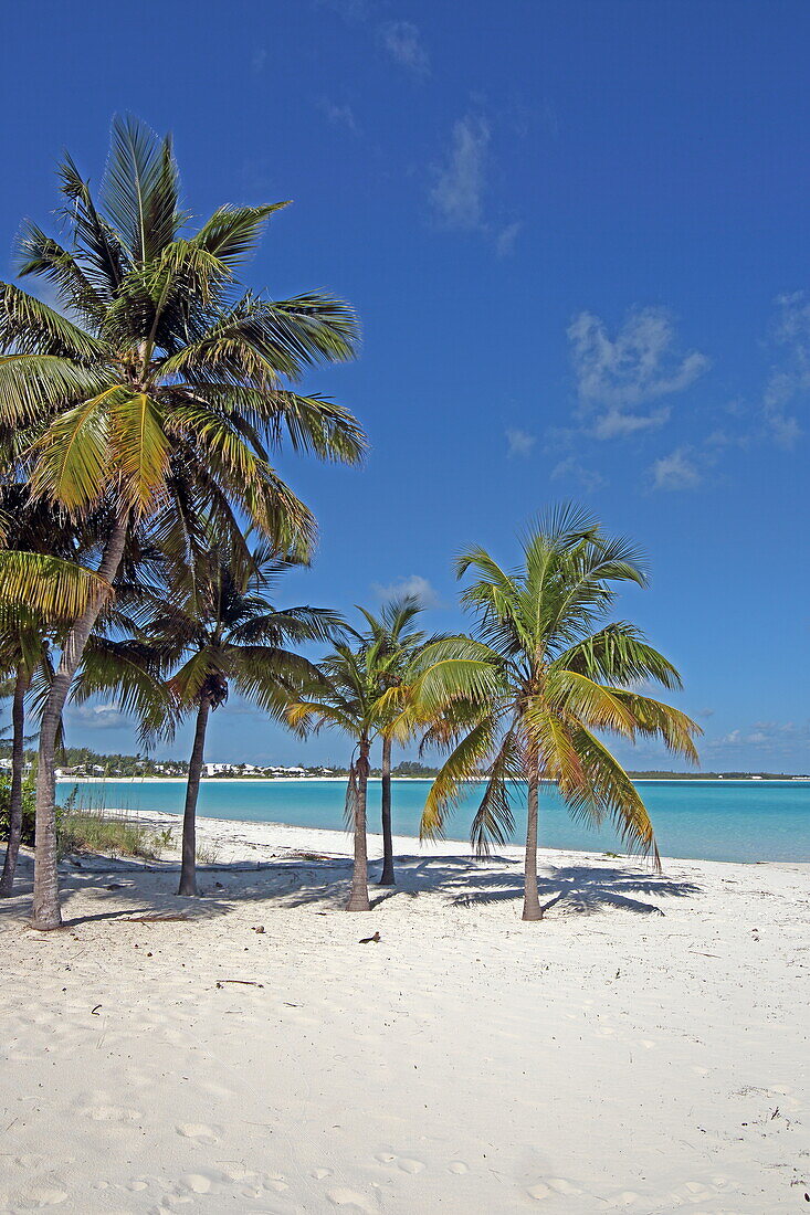 Palmenstrand Sandpiper Beach, Treasure Cay, Great Abaco, Abaco Islands, Bahamas