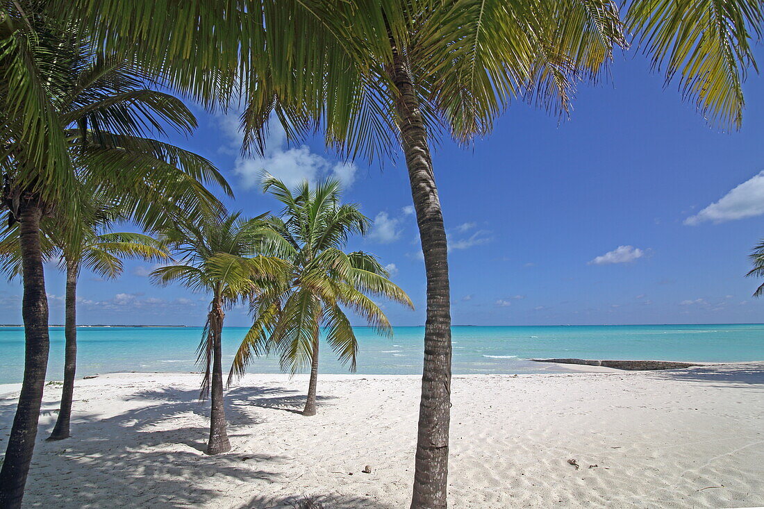 Palmenstrand Sandpiper Beach, Treasure Cay, Great Abaco, Abaco Islands, Bahamas