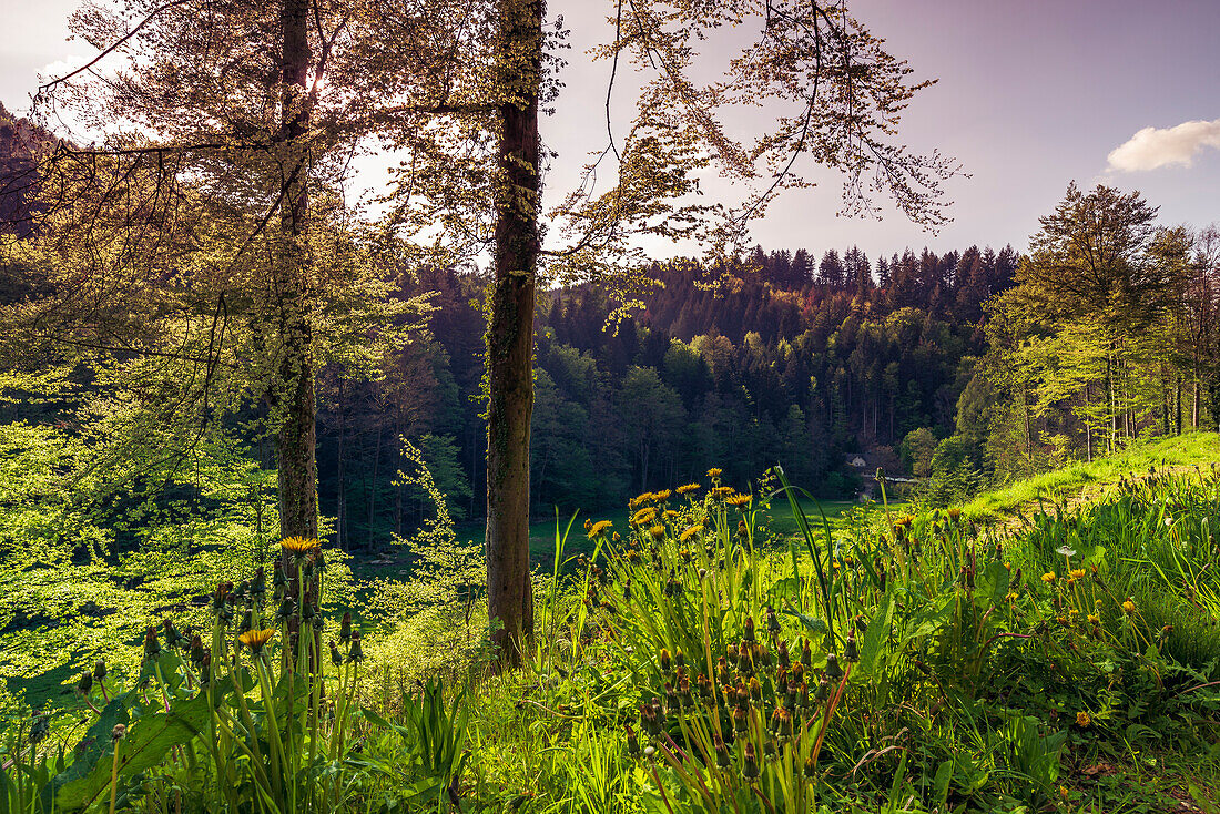 Two trees in the foreground on the hiking trail to the Geroldsau waterfall, Black Forest, Baden-Baden, Baden-Württemberg, Germany