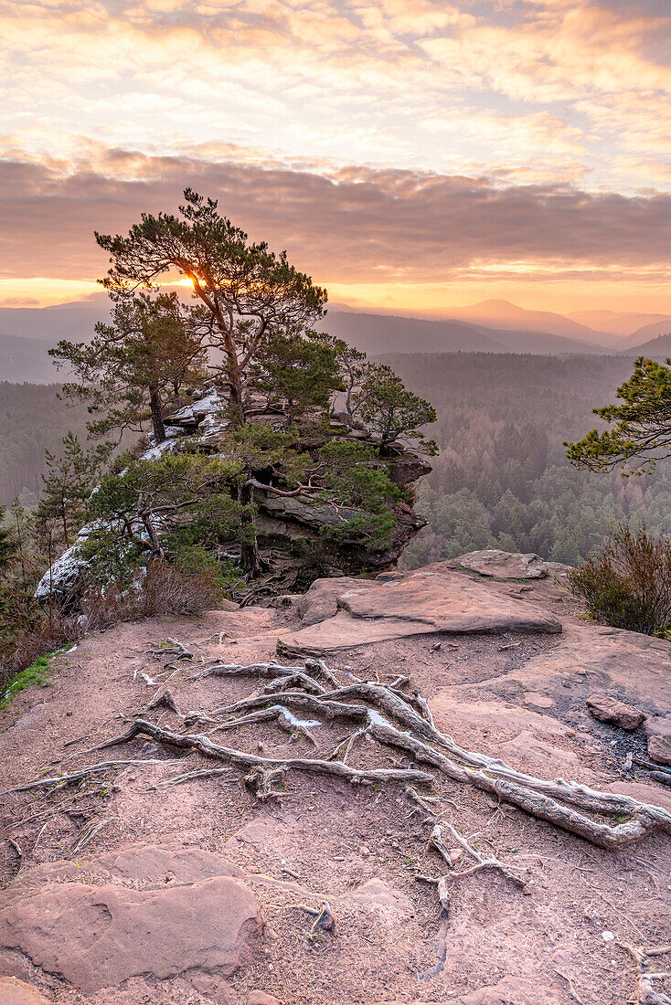 Pine trees and roots on the key rock, sun rising, view to the eastern Wasgau, Busenberg, Dahn, Rhineland-Palatinate, Germany