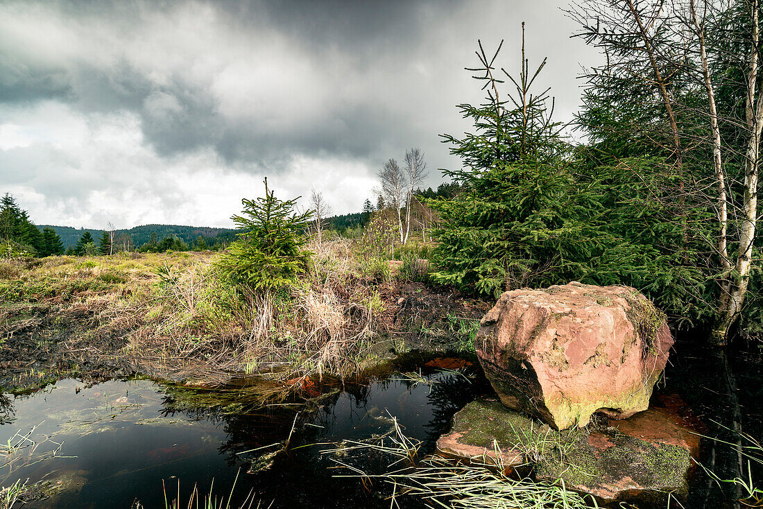 Roter Fels im Moor und Bäume, Baiersbronn, Nationalpark Schwarzwald, Baden-Württemberg, Deutschland