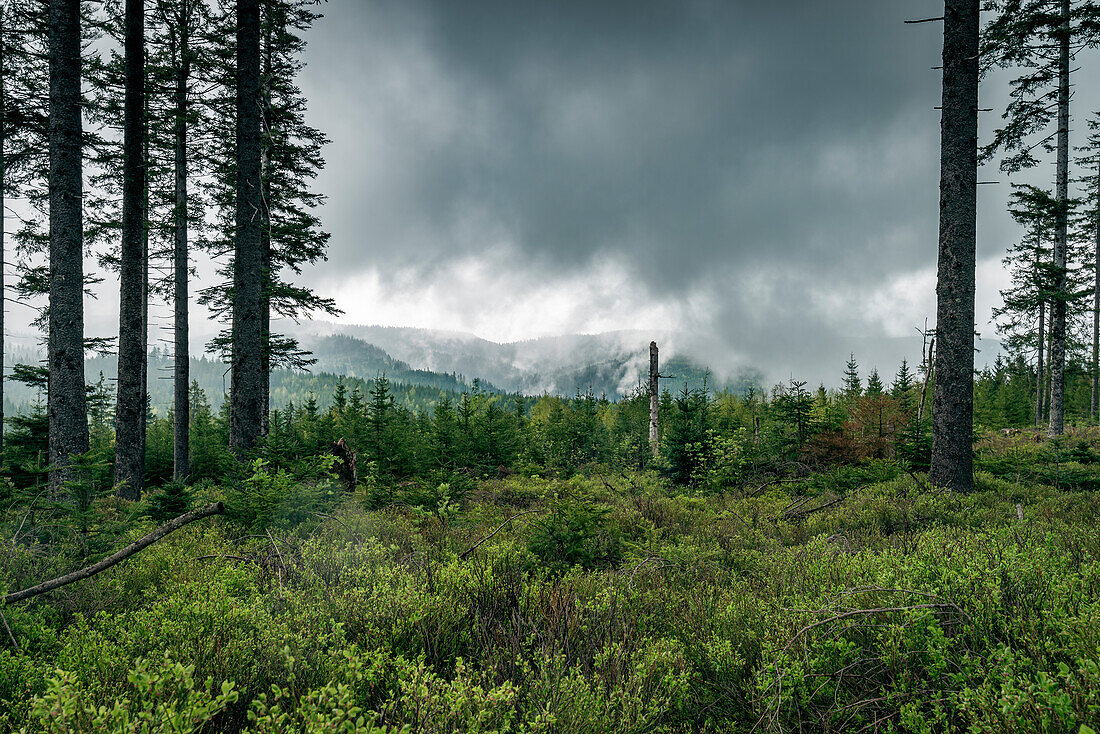 Tiefhängende Wolken im Wildnisgebiet Baiersbronn, Nationalpark Schwarzwald, Baden-Württemberg, Deutschland