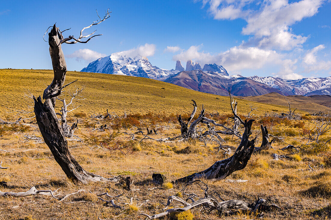 Blick auf das Torres del Paine Bergmassiv mit abgestorbenen Bäumen in einer Graslandschaft, Chile, Patagonien