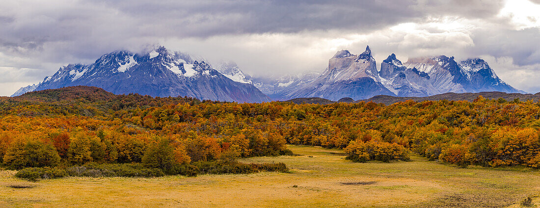 Atemberaubendes Panorama eines herbstlichen Südbuchen Waldes vor den wolkenverhangenen Bergen des Torres del Paine Massivs, Chile, Patagonien