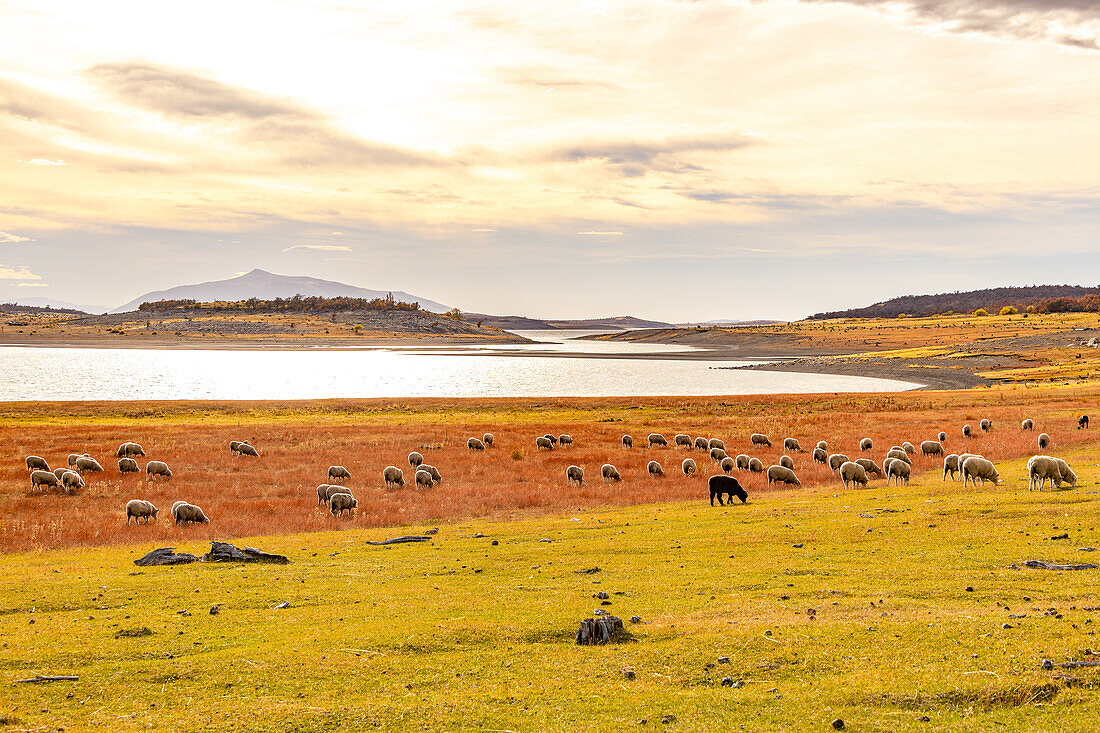Eine Herde Schafe grast auf einer weitläufigen Graslandschaft vor einem See im malerischen Gegenlicht, Argentinien, Patagonien, Südamerika