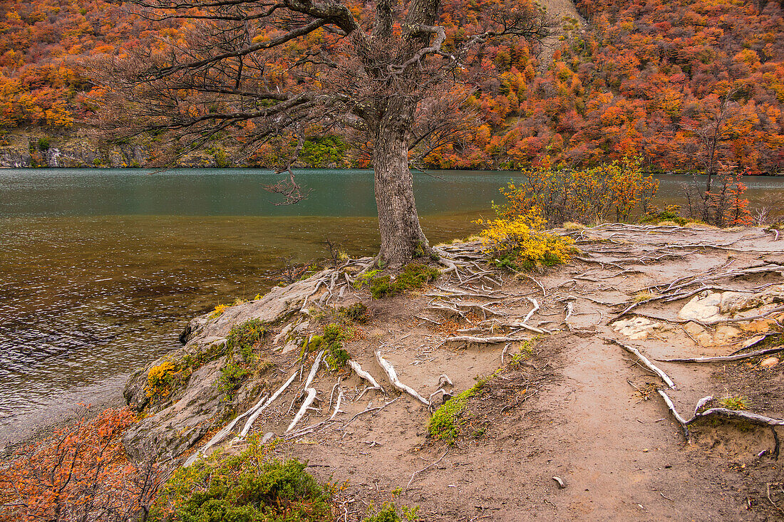 Markanter Baum in herbstlicher Landschaft mit vielen Wurzel auf einer Anhöhe vor einem See bei El Chalten, Argentinien, Patagonien