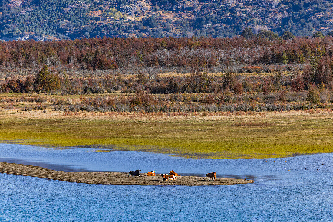 Relaxte Kühe im Paradies auf einer Halbinsel einer weitläufigen Landschaft am Lago General Carrera, Chile, Patagonien, Südamerika